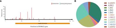 Characterization of an aspartate aminotransferase encoded by YPO0623 with frequent nonsense mutations in Yersinia pestis